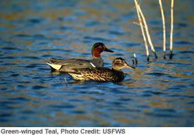 Green-winged Teal