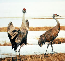 Sandhill Crane Pair