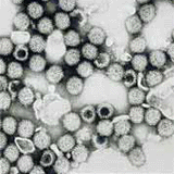 photo of rotavirus