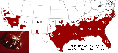 a map displaying the region in the United States most populated with red ants