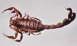 scorpion