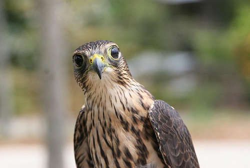 Merlin Falcon, Roswell, GA photo by DalaiMickey on Flickr