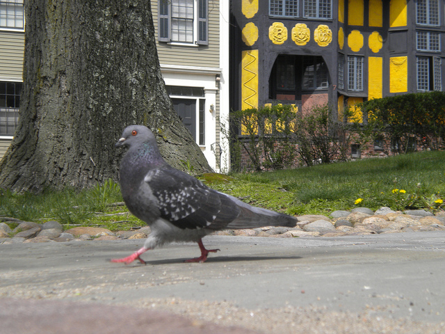 Sidewalk King by Molly EB on Flickr for State of the Environment