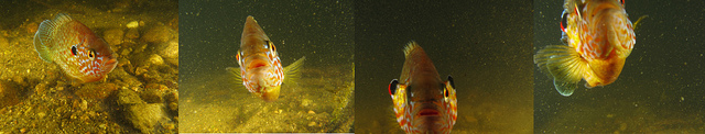 Pumpkinseed Attack, Mashpee, Massachusetts July 2, 2012.