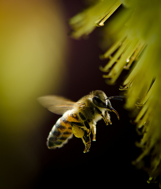 Honey bee hovers in Tri-Cities, WA by Scott Butner for State of the Environment