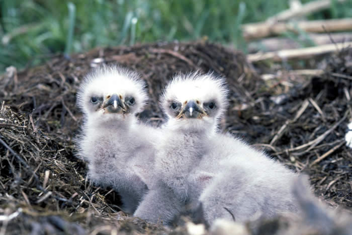 two bald eagle chicks in nest