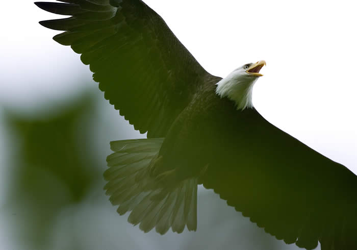 Adult bald eagle in flight