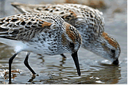 Shorebirds