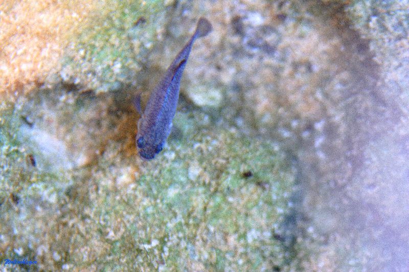 Devils Hole Pupfish