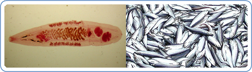 L: Adult of O. felineus. R: A large group of fish. Fish do not have to ingest anything because the parasite can encyst under the scales or in flesh. Eating infected fish can result in Opisthorchis infection.