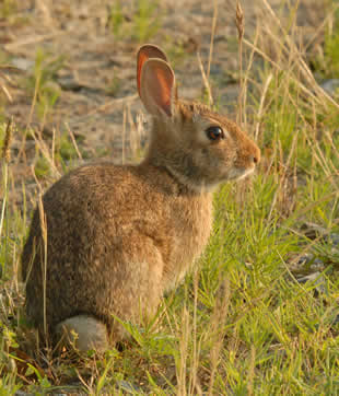 Eastern Cottontail. Credit: John White