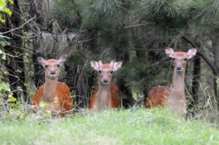 Sika Elk. Credit: John White