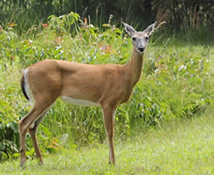 White-Tailed Deer. Credit: John White