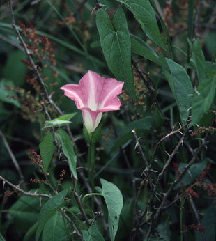 Bindweed. Credit: J. Kent Minichiello