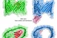 The bacterial protein transport channel in its resting closed state (green) and the activated open state (blue). The channel is sealed by a plug structure that is shown in red. Note the change of the channel shape from oval to near circular and displacement of the plug when open. Some parts of the protein molecule are omitted for simplicity. | Courtesy of: Brookhaven National Laboratory