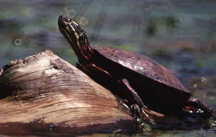 Eastern Painted Turtle. Credit :Michael Colopy