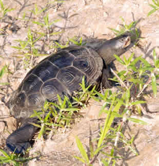 Northern Diamondback Terrapin. Credit: John White