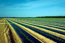 Photo of crops in rows.