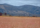  Photo of knapweed infestation.