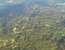 Photo of lake infested with Hydrilla. 