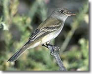 Photo of southwestern willow flycatcher