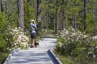 Wheel-chair accessible board-walk trail.