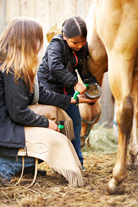 Niña pequeña cepillando a un caballo