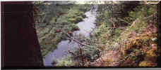 Log crossing, Quinault Indian Reservation, Washington