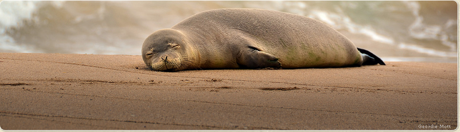 Hawaiian Monk Seal