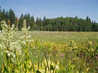 Frederick's Meadow.