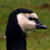 Barnacle Goose