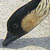 Hawaiian "Nene" Goose