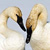 Trumpeter Swan