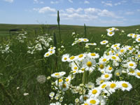 Daisy fleabane