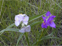 Spiderwort