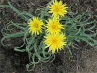 sharp point prairie dandelion.