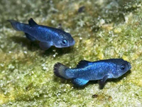 Devils Hole Pupfish