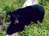 Louisiana Black Bear