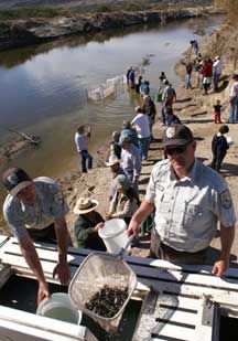 catching minnows