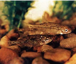 Oregon Chub