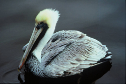 Brown Pelican