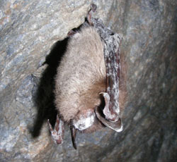 Brown bat with white-nose syndrome.