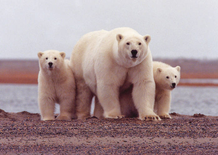 Polar bear female with young.