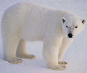 Polar bear adult.