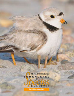 This piping plover may look like it has many legs, but it is keeping two chicks under its wing to keep them warm.
 