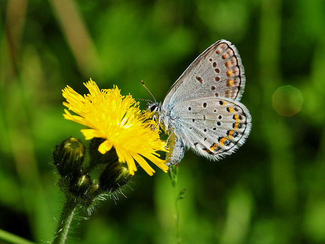 Karner blue butterfly.