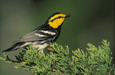 The golden-cheeked warbler in Texas has benefitted from the new endangered species recovery crediting system. 