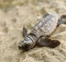 
Loggerhead sea turtle