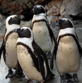 African penguins.