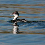 Junín grebe. Photo credit: Alejandro Tabini, ARKive